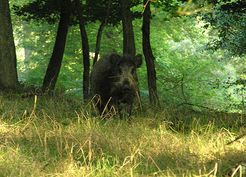  Image name: 49 Cinghiale.jpg 
 width: 500 pixel 
 height: 360 pixel 
 Size: 121422 bytes 
 Click to enlarge 